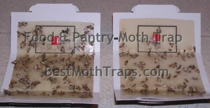 Catchmaster Pantry Moth traps