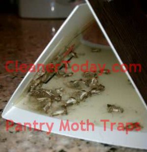 Pantry Moth Trap