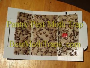Pantry Pest Trap for moths