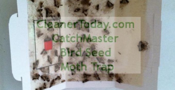 Bird Seed Moth Trap from NYC